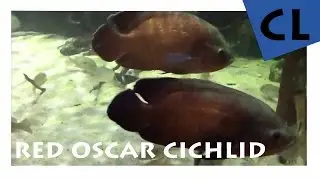 [HD] Red Oscar / Pfauenaugenbuntbarsch - Astronotus ocellatus