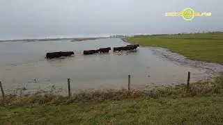 Grote reddingsoperatie Konikpaarden en Rode Geuzen in het Munnikenland