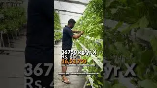 Profit from Capsicum in Hydroponic Farming| Kryzen biotech