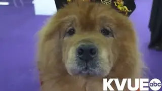 Study shows some dogs can learn new words by overhearing owners