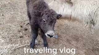 #yak#A Journey Through the Himalayas