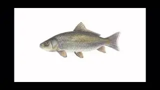 High quality fish spinning to funky town(extended)