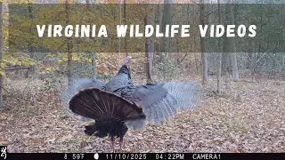 Virginia Wildlife Videos. Turkey! Raccoon Family! Fox Doesn't Want To Get Wet At Creek.