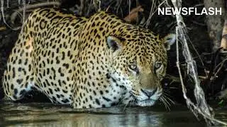 Isolated Jaguar Population In Brazilian Wetlands Defies Deer Eating Loner Stereotype By Eating Fish