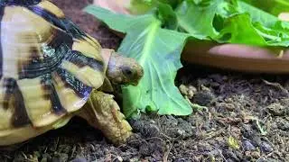 #10 Testudo Kleinmanni - eating + relaxing
