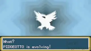 Pokemon Fire Red Pidgey Evolves to Pidgeotto and to Pidgeot