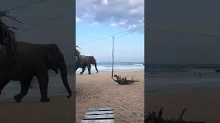 🐘Majestic Elephant Walking Peacefully in Arugam Bay | Sri Lanka Nature Moment ☀️ #fypシ゚viral #nature