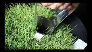 EASIEST way to repair BARE SPOTS in the summer time
