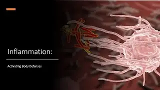 How Inflammation Activates Body Defenses like Phagocytes and a Fever