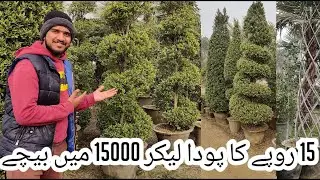 Pakistan best Nursery Visit in pattoki🥦 | Village life | Nomi Pendu