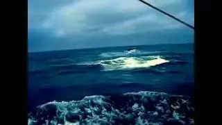 Whale Watching in Ecuador