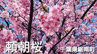 頼朝桜（千葉県鋸南町・佐久間ダム）と猫のクロモリ。2022年は3/12-13あたりが満開かな、3/6は７分咲きでした。