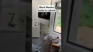 Black Mamba in a livingroom | very close call