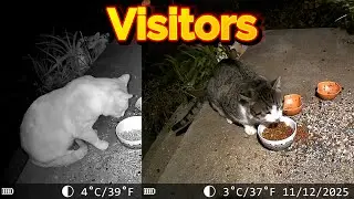 Cats And Birds Ambience Saturday! 😻🐦