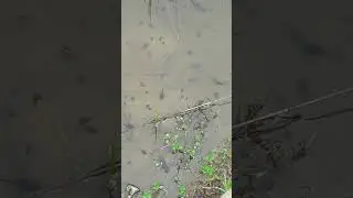 un monton de piriguines