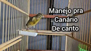 Quanto tempo pra um filhote abrir o canto? Manejo com timbrado espanhol