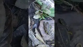 Rhinella dorbignyi comendo larvas de ten&eacute;brio!