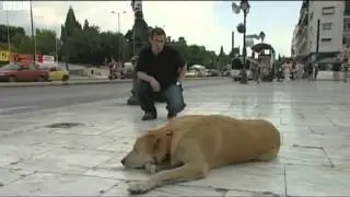 Famous Greek riot dog Loukanikos dies By:Ultras-Tifo-World
