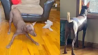 Rare Hairless Dog Looks Like A Statue