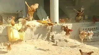 Chickens Are Flying To Eat Food | Hens Eating | Chicken Feed | Shorts |  Unique Pets World