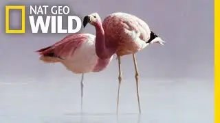 These Animals Survive Extreme Heat | Wild Chile