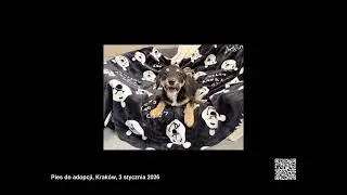 Psy do adopcji, wojew&oacute;dztwo małopolskie, 29.12.2025 - 04.01.2026
