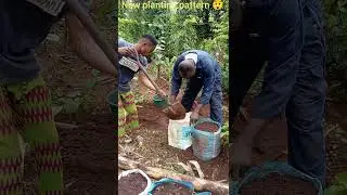 New method of planting seed yams in sacks, part 1😲!#shortsvideo #foodsecurity #africa