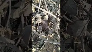 मधुमखी #Wondershare Filmora #YouTubeShorts #Vaizle #Viral #Wondershar