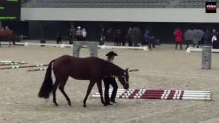 DQHA Q16 in Hand Trail Futurity