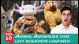 Top 10 Animal anomalies that left scientists confused