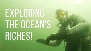 Scuba diving in Washington | Exploring the ocean and harvesting oysters!