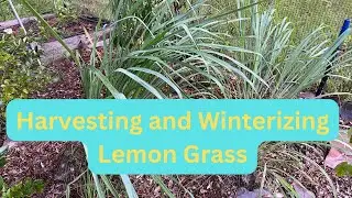 How To Harvest  Lemongrass | How To Winterize Lemongrass