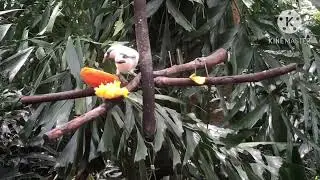 Part II: Edward Youde Aviary Hong Kong Park
