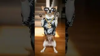 Adorable Pet Dance 🐶 Watch This Cute Puppy Groove #puppy #dogs #cute