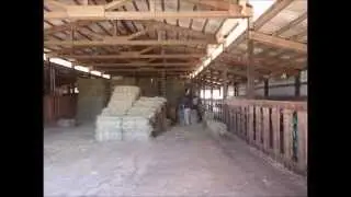 Stacking hay in the rafters