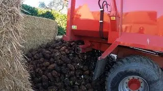 Fodder beet Plan