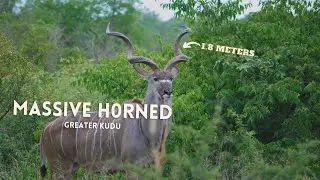 GREATER KUDU WITH HUGE HORNS 1.8 (WORLD RECORDS)