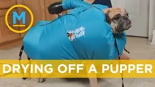 This dog dryer is exactly what the world needed | Your Morning