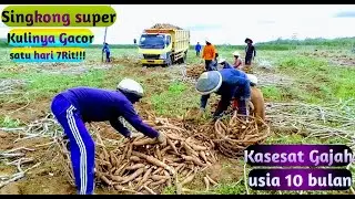SINGKONGNYA SUPER KULINYA GACOR, SATUHARI 7 RIT!!! SINGKONG GARUDA GAJAH