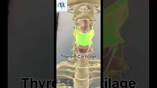 Hyoid Bone | Epiglottis | Thyroid Cartilage | cricoid Cartilage | #anatomy #newsong #music