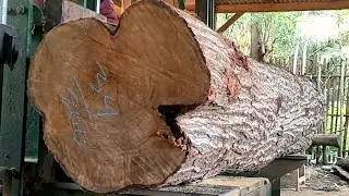The beauty of decades-old acacia wood in a sawmill 