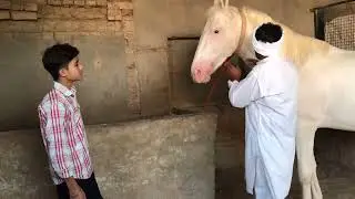 Colt Dara Singh open stud Service ￼ fees 21000 Owner￼ labu Singh ☎️ 7976971521 village kirachaka 🐎￼
