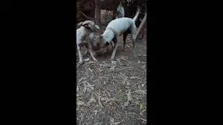 Anvi and Milky fighting  #jonangi #indianbreed #indiandogs