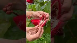 GROW YOUR OWN LIPSTICK! #treehousechicks #annato #achiote #lipstickplant