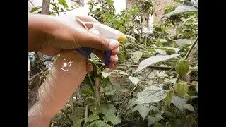 COMO ELABORAR UN ABONO ORGÁNICO LÍQUIDO CON ALGAS DE MAR