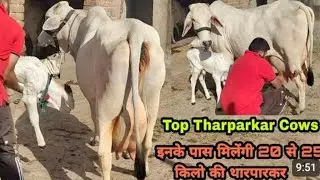 बीकानेर की चैंपियन हीरोइन थारपार की गौ माता खरीदो टॉप क्वालिटी फॉर सेल उपलब्ध है #cow #farm