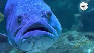 اكوريوم عالم البحار سمكةنابليون سمكةطرباني،هامور نابليون Humphead wrasse#aquarium #shorts @YouTube 