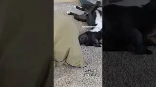 4 Pillow Wrestling Moves #boxersofinstagram #dogsofinstagram #dog #doglife #wrestling #wrestlemania