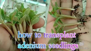How to transplant Adenium seedlings | transplanting Adenium baby's
