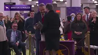 Miniature Schnauzers | Breed Judging 2026